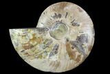 Agatized Ammonite Fossil (Half) - Madagascar #88195-1